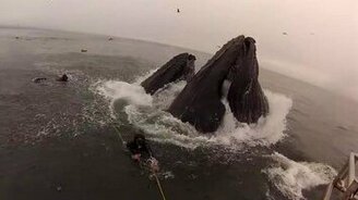 Киты заглатывают рыбу - смотреть видео (1:17)