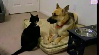 Смешные коты и котята - смотреть видео (9:46)