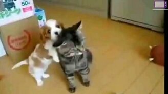 Весёлые кошаки в подборке - смотреть видео (9:39)