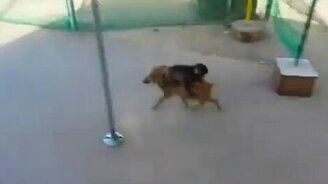 Обезьянка и поросёнок - смотреть видео (1:51)