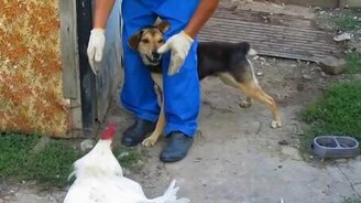 Злой петух против молодого пса - смотреть видео (1:42)