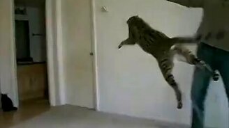 Кот на пружинах - смотреть видео (0:34)