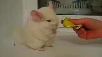 Забавный тушканчик - смотреть видео (0:42)