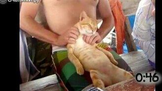 Кошки, которые любят массаж - смотреть видео (0:54)