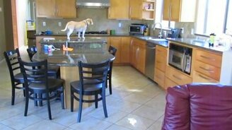 Псина хозяйничает на кухне - смотреть видео (2:38)