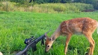 Оленёнок не боится оружия - смотреть видео (2:00)