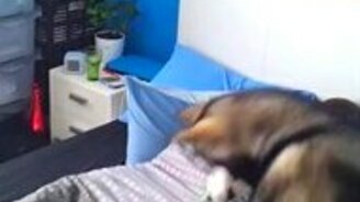 Собака жёстко будит хозяина - смотреть видео (0:42)