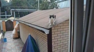 Коты-неудачники - смотреть видео (3:18)