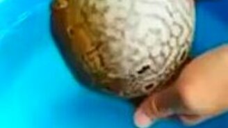 Защитная реакция рыбы фугу - смотреть видео (0:49)