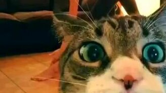 Кот не дал хозяйке показать себя - смотреть видео (0:15)