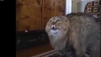 Гитлер против кота - смотреть видео (1:29)