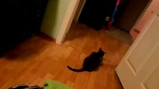 Кошка и крышка - смотреть видео (1:09)