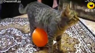 Лучшие кошки к 8 марта - смотреть видео (23:14)