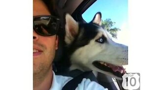 Десятка самых смешных собак - смотреть видео (1:06)