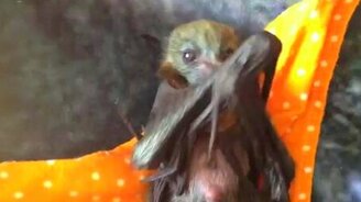 Крохотная летучая мышка - смотреть видео (0:34)