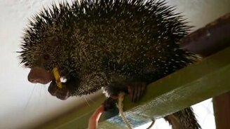 Дикобраз трапезничает - смотреть видео (3:48)