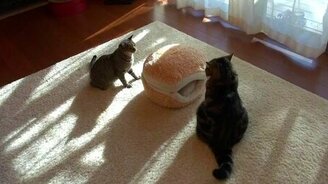 Мару и Хана играют вокруг своего домика - смотреть видео (2:15)