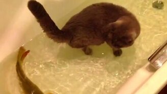 Кот и рыба в одной ванной - смотреть видео (1:09)