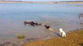 Дружная собачья реакция на апорт - смотреть видео (0:37)