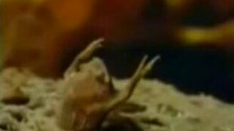 Удивительная пипа - смотреть видео (1:00)