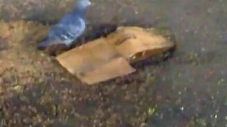 Голубя закрутило - смотреть видео (1:12)