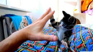 Задорный котёнок в замедлении - смотреть видео (1:53)