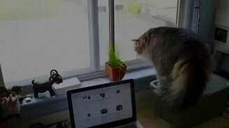 Слабонервный котяра - смотреть видео (0:32)