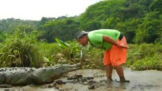 Кормёжка дикого крокодила - смотреть видео (2:47)