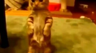 Позитивная подборка с кошками - смотреть видео (4:53)