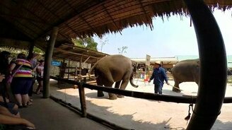 Танец слона-циркача - смотреть видео (1:09)