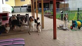 Колли в ожидании обеда - смотреть видео (1:30)