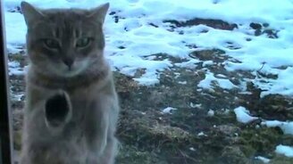 Случайный мойщик окон - смотреть видео (0:19)