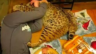 Рысь на обеденном столе - смотреть видео (2:19)