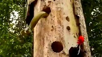 Дятел против змеи - смотреть видео (3:55)