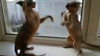 Единоборство двух лысиков - смотреть видео (0:23)