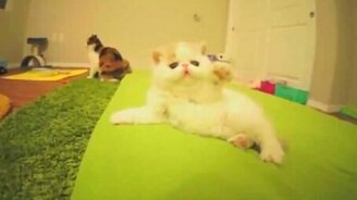 Смешной и игривый котёнок - смотреть видео (1:05)