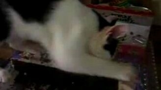 Кот против торта - смотреть видео (0:50)