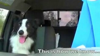 Любимая песенка пса-меломана - смотреть видео (1:51)