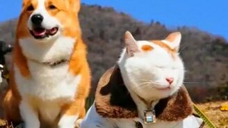 Друзья греются на солнышке - смотреть видео (0:32)