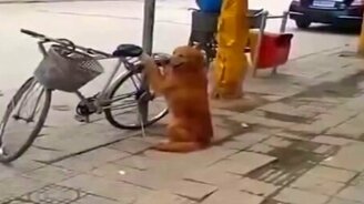 Самая верная сигнализация для велика - смотреть видео (0:43)