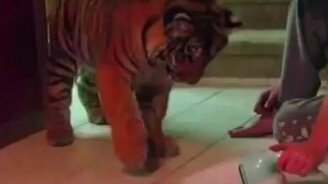 Тигр против пылесоса - смотреть видео (2:06)