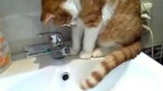 Культурный кот - смотреть видео (2:41)