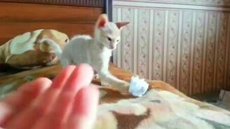 Вот такой энергичный котёнок - смотреть видео (1:58)