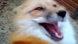 Довольная лисья морда - смотреть видео (0:26)