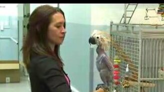 Лысый головастик - смотреть видео (1:30)