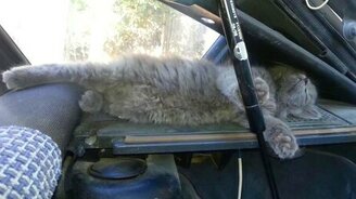 Котёнок в настоящем отрубе - смотреть видео (0:21)