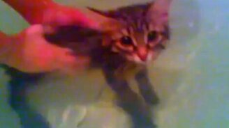 Кошка, которая наслаждается водой - смотреть видео (2:54)