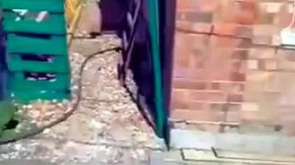 Парень зашёл в гости к собаке - смотреть видео (1:34)