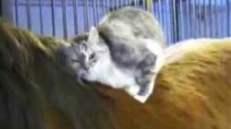 Кошка ласкается к лошади - смотреть видео (1:51)