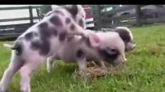 Нуф-нуф, Наф-наф и Ниф-ниф - смотреть видео (2:32)